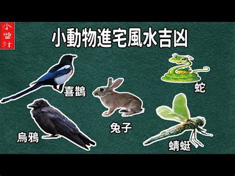 蜻蜓 飛進家裡|蜻蜓入宅有何含義？風水師解釋